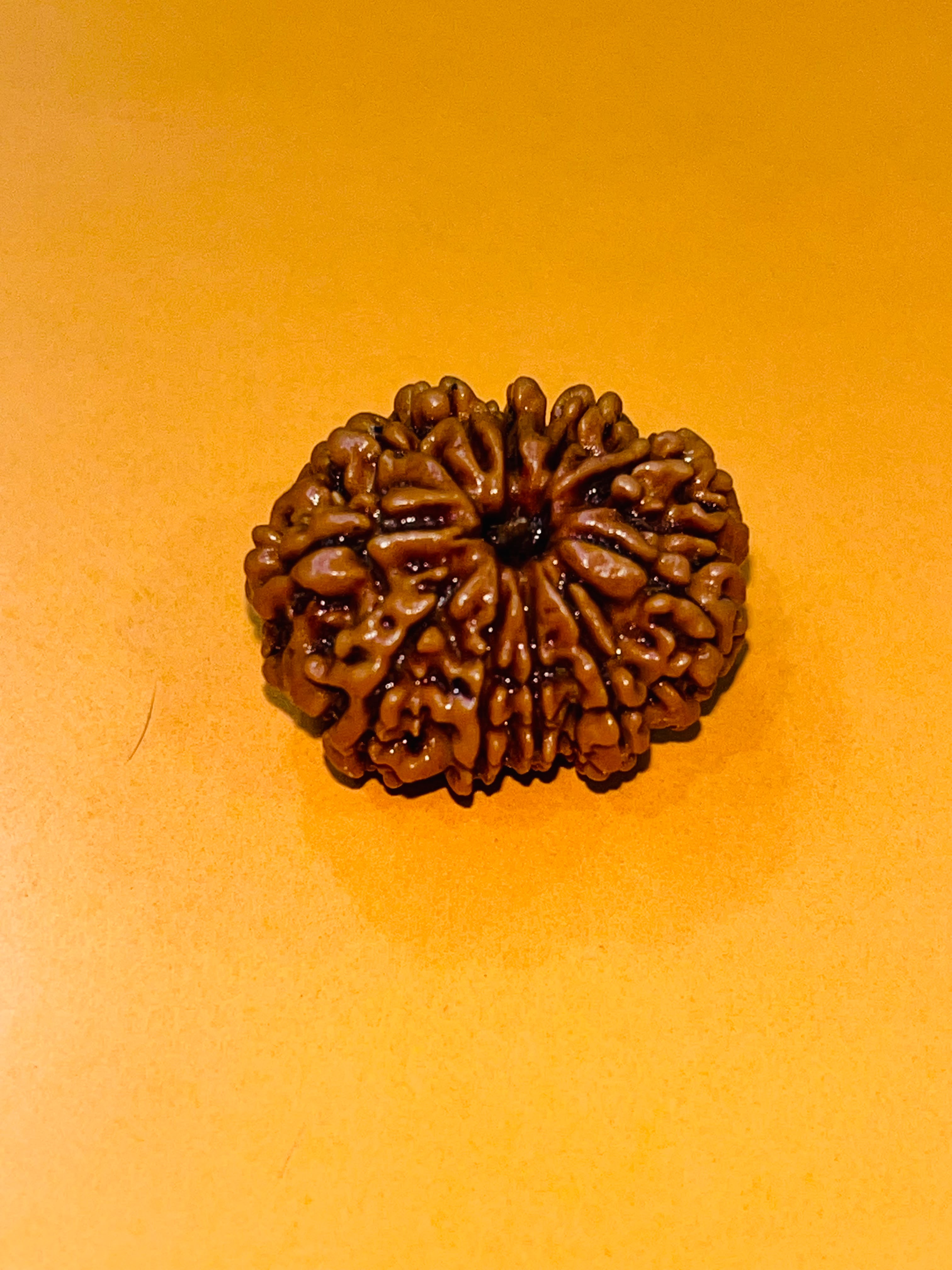 7 Mukhi Laxmi Rudraksha Thumbnail